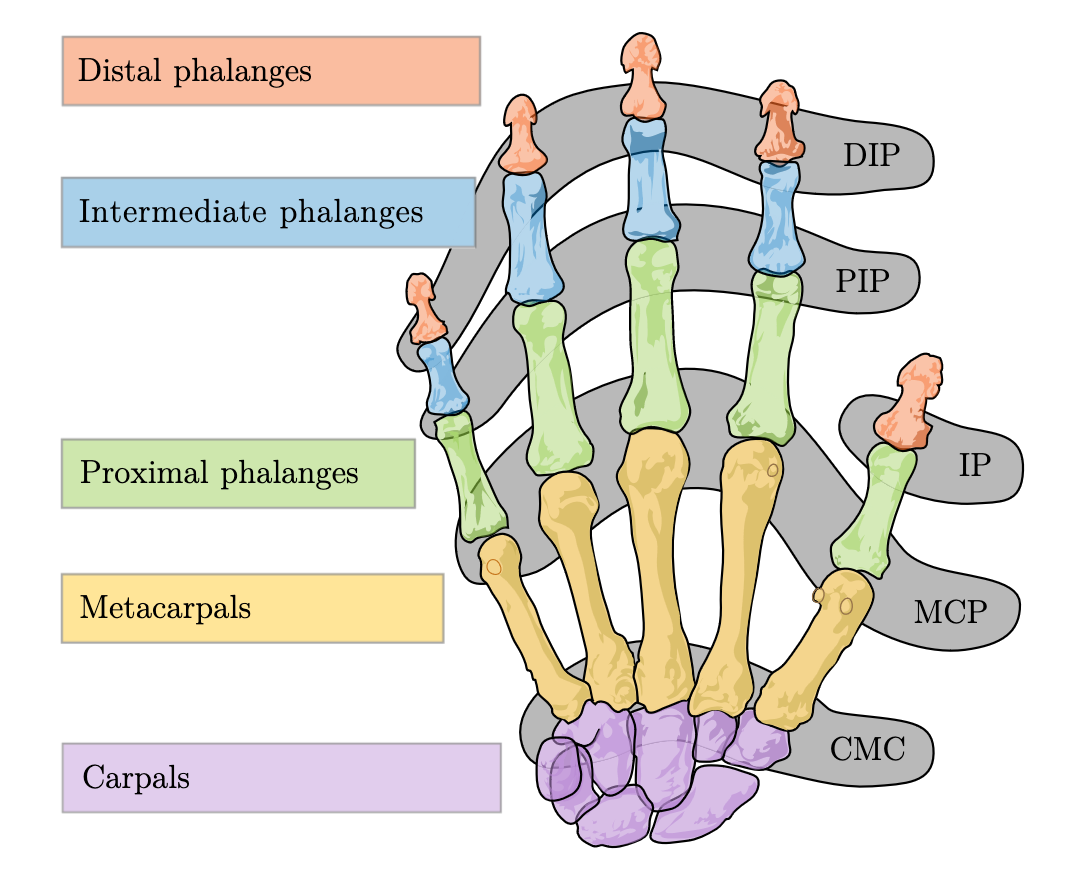 Name of Hand Keypoints.